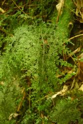 Hymenophyllum flexuosum. Fertile frond showing broad flexuous wings on the rachis and costae of the primary pinnae.  
 Image: L.R. Perrie © Leon Perrie 2011 CC BY-NC 3.0 NZ